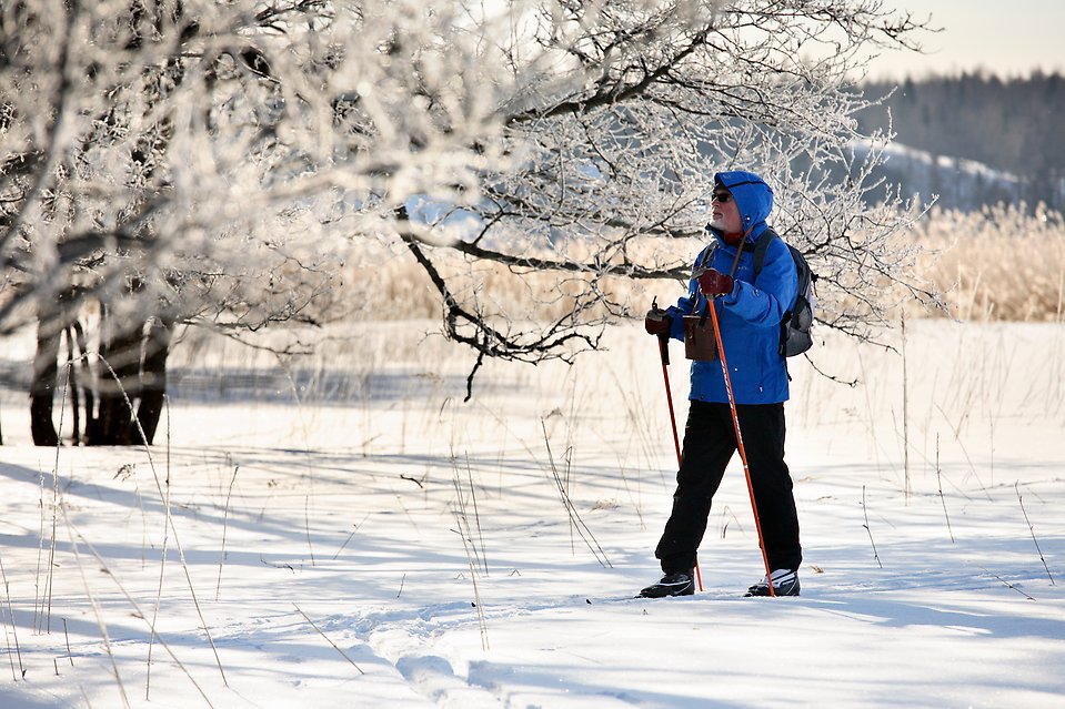 En person som åker längdskidor i frostigt vinterlandskap