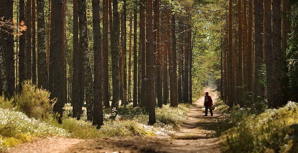 Person som vandrar i skogen